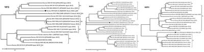 Interspecies recombination in NSP3 gene in the first porcine rotavirus H in Russia identified using nanopore-based metagenomic sequencing